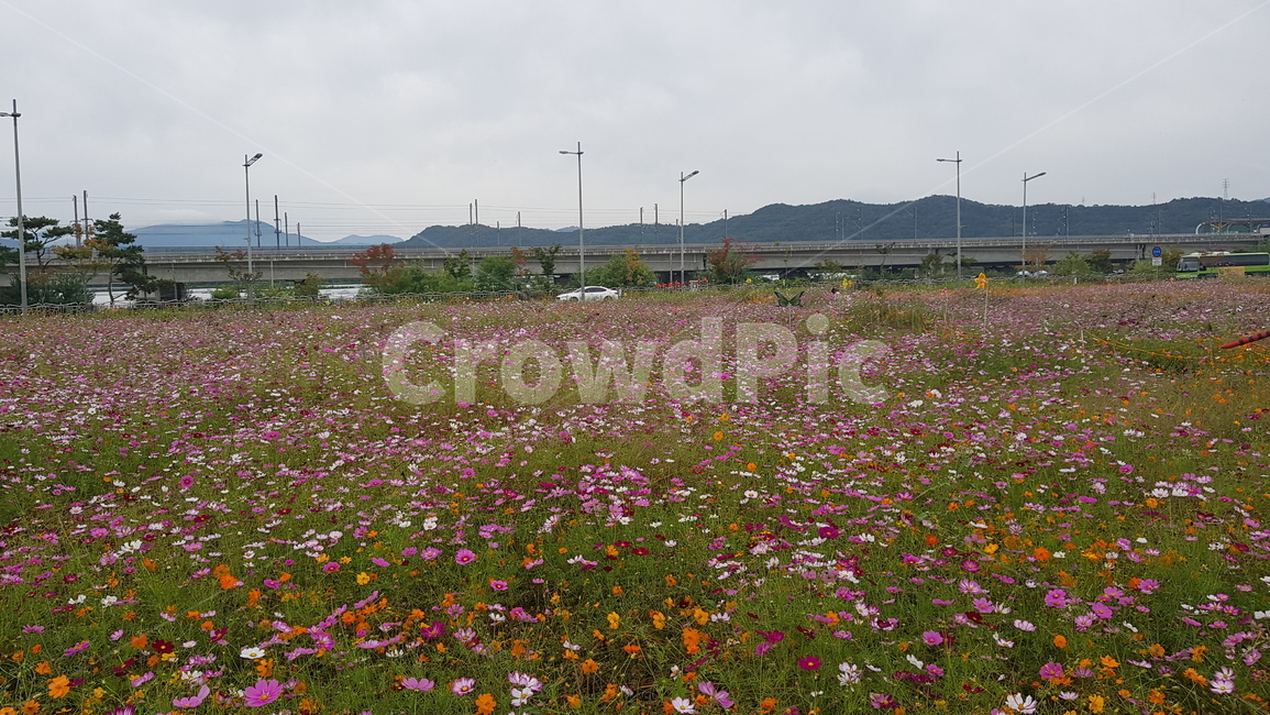 김천,코스모스,nature,outdoors,자연,들,field,farm,농장,countryside,한지방,rural,농촌,meadow,목초지,꽃밭,코스모스밭,풍경
