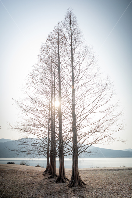 일출,두물머리,메타세콰이아,물,water,자연,빛,light,나무,trees,wood