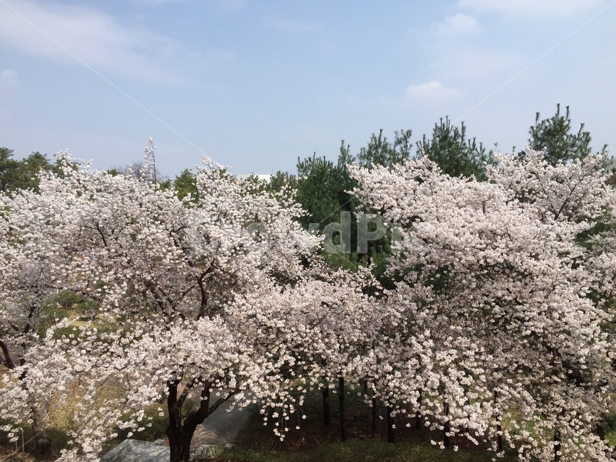 벗꽃,봄,분홍,맑은날,하늘