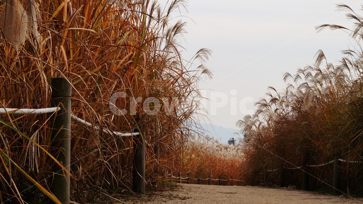 가을,가을풍경,하늘공원,갈대,억세풀,가을,계절,fall,autumn,season,자연,풍경,nature,landscape,한국자연풍경,한국자연경관,korea nature landscape,plant,식물,grass,잔디,lawn,reed