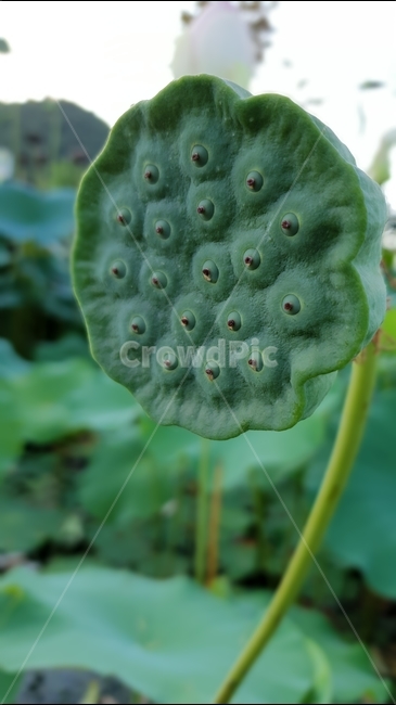 pond,green,seed,perennial,nature,lotusseed,survival,summer,flower spot,lotus rice,plant,fruition,lotus fruit,lotus seeds,aquatic plants,breeding