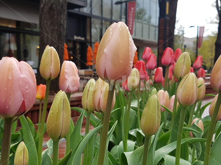 plant,식물,flower,꽃,튤립,tulip,이슬,dew,dewdrop,5월