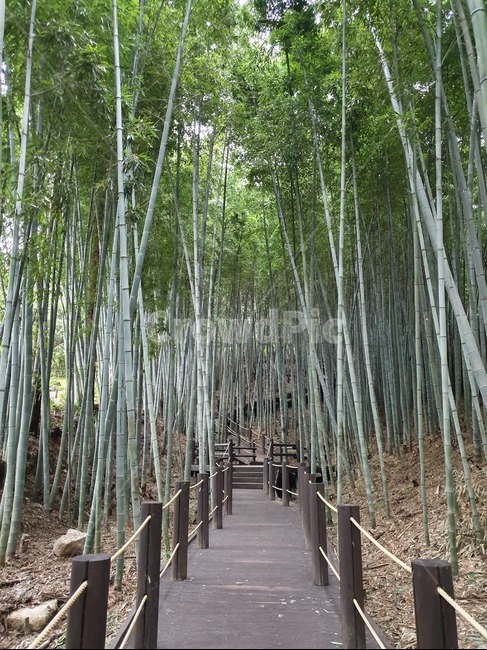 대나무숲,대나무길,대나무,나무,자연,식물,자연,plants,nature,나무,trees,wood