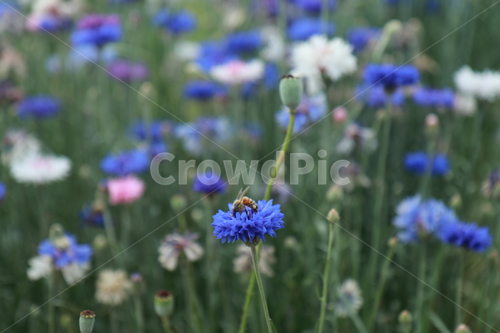 수레국화,벌,울산태화강축제,플라워,자연,식물,자연,plants,nature,꽃,flower,동물,animal,곤충,벌레,insect,bug