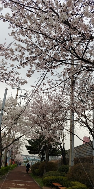 벚꽃,봄,따뜻함,꽃축제,이쁨주의,봄,계절,spring,season,plant,식물,blossom,꽃,flower,cherry blossom