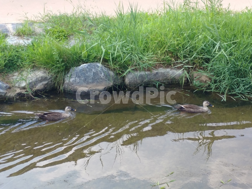 오리,조류,헤엄,돌,풀,물,빛,물쌀,물결,깃,무늬,동물,animal,조류,새,birds