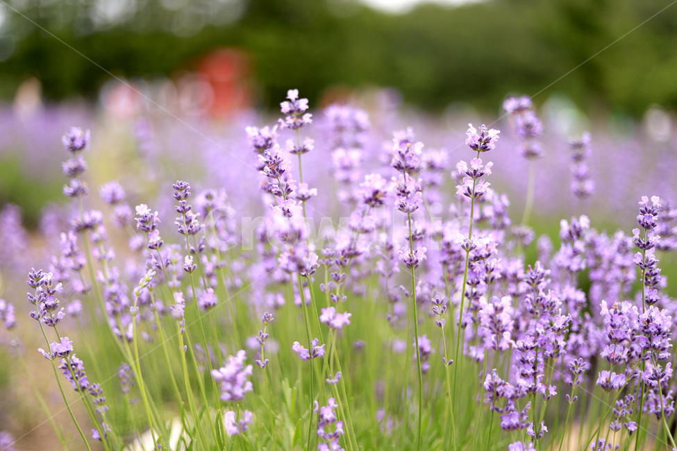 라벤더,자연,식물,꽃,꽃잎,보라,보라색,바이올렛,식물,자연,plants,nature,꽃,flower