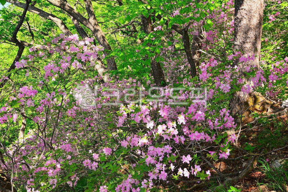 forest,nature,vegetation,azalea,mountain path,pink flower,hiking trail,flower,uphill road,spring flowers,hill road,petal,deciduous shrub,tree flower,Flowers blooming in the mountains,Rhododendron