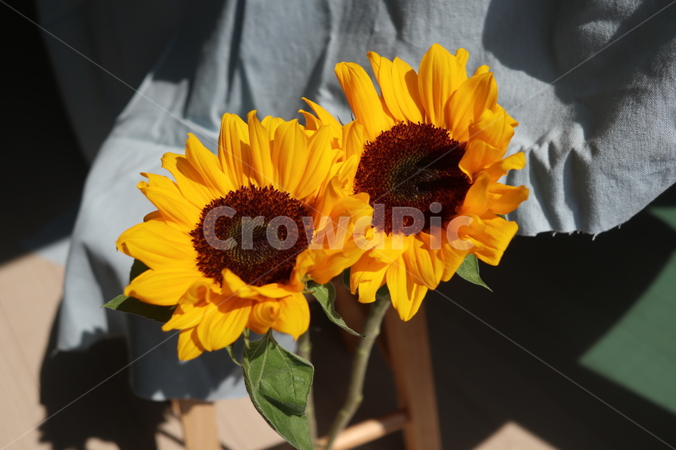 plant,식물,꽃,해바라기,해,분위기,플라워,노란색,식물,자연,plants,nature,꽃,flower