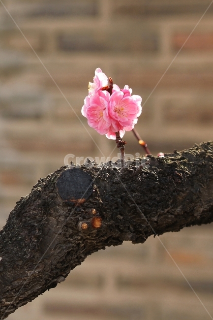 매화,식물,자연,감성사진,꽃,겹매화,식물,자연,plants,nature,꽃,flower