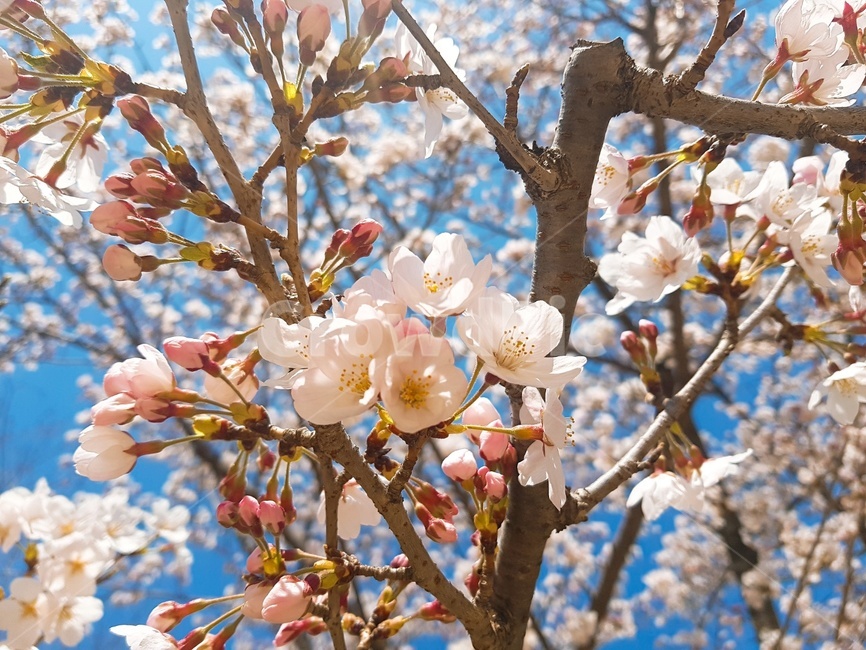 cherryblossom,벚꽃,꽃,flower,blossom