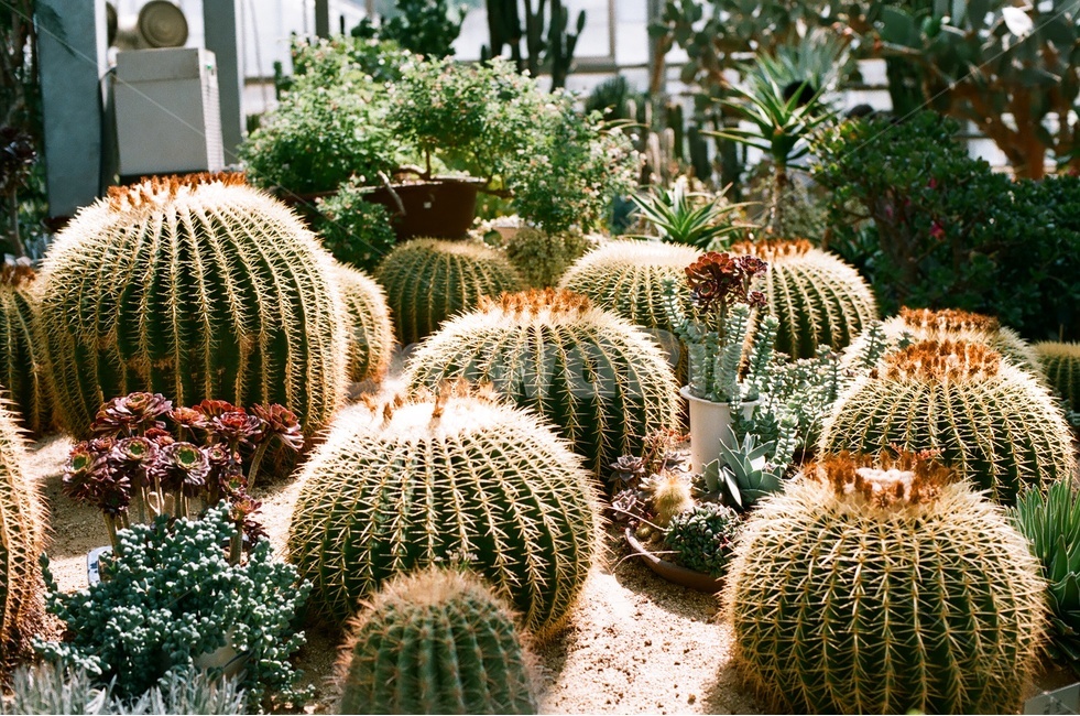 선인장,온실,식물원,자연,식물,화초,가시,식물,자연,plants,nature