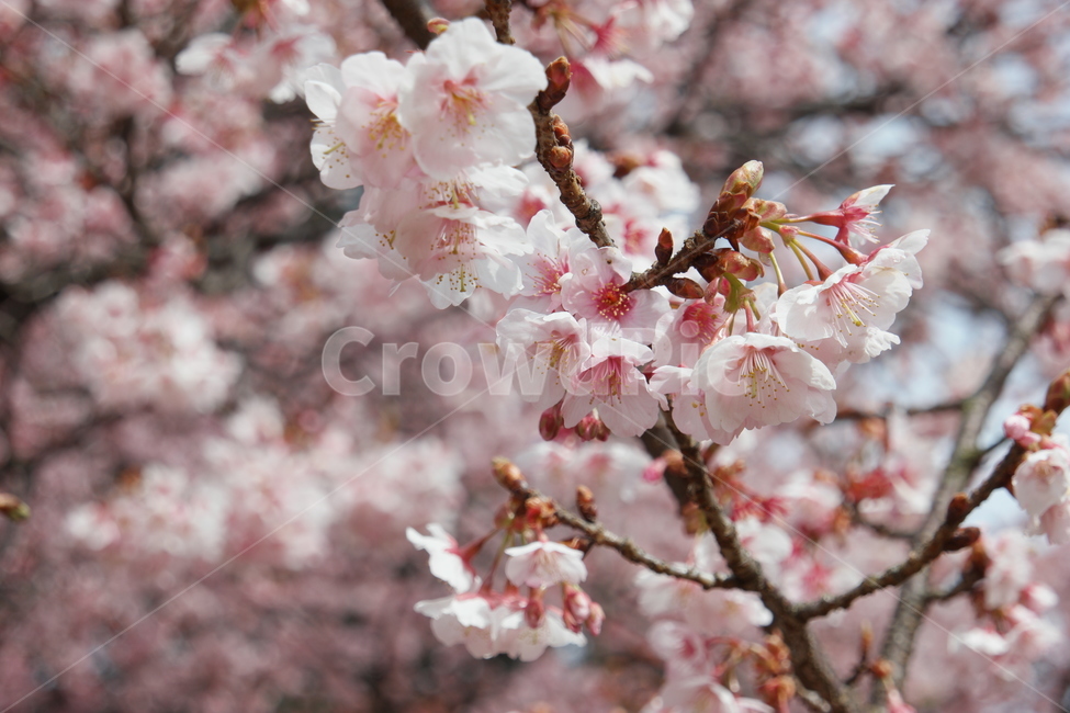 꽃,나무,벚꽃,자연,봄,spring,벚나무,tree,flower,풍경,이미지,image,배경,분홍색,pink,봄,계절,spring,season,식물,자연,plants,nature,꽃,flower,plant,blossom