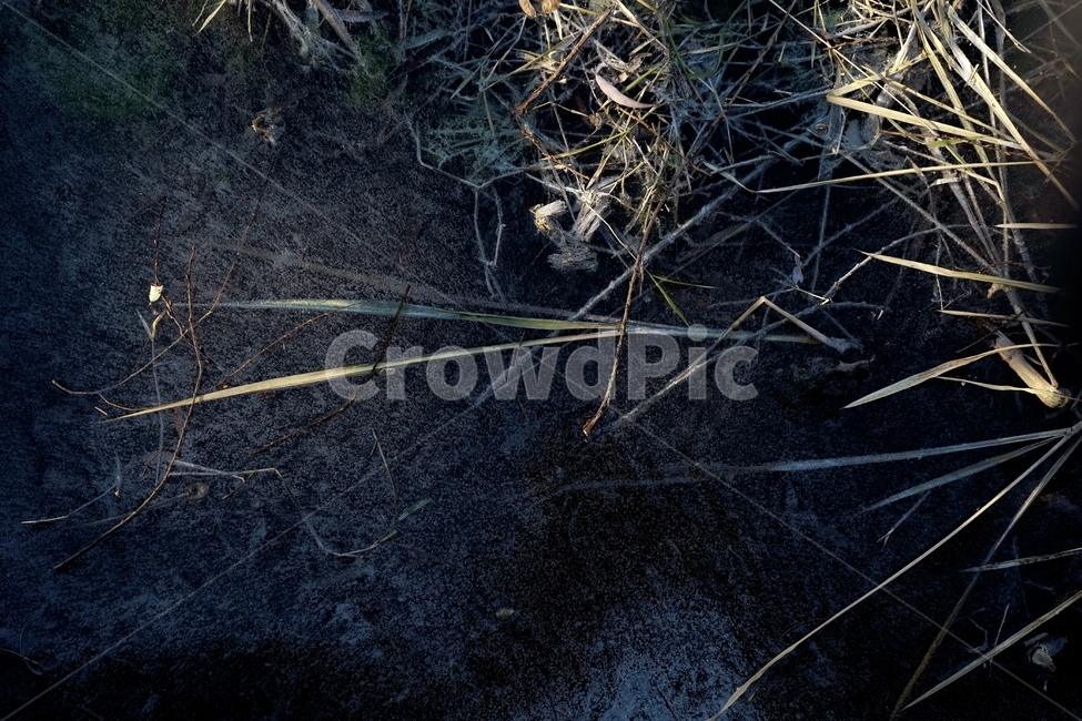 겨울,연못,물,얼음,식물,자연,winter,ice,cold,pond,freeze,leaves,plant,nature,season,sunlight,lonely,solitary,lonesome