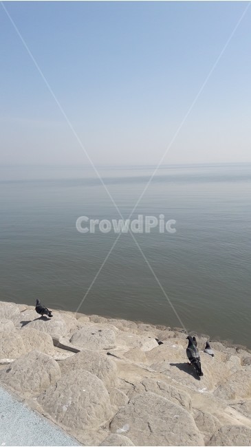 비둘기,바다,물,새,돌,자연,풍경,nature,landscape,동물,animal,조류,새,birds,bird