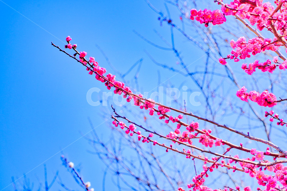 매화,홍매화,꽃,봄,분홍,봄,계절,spring,season,식물,자연,plants,nature,꽃,flower,blossom,petal,꽃잎,plant