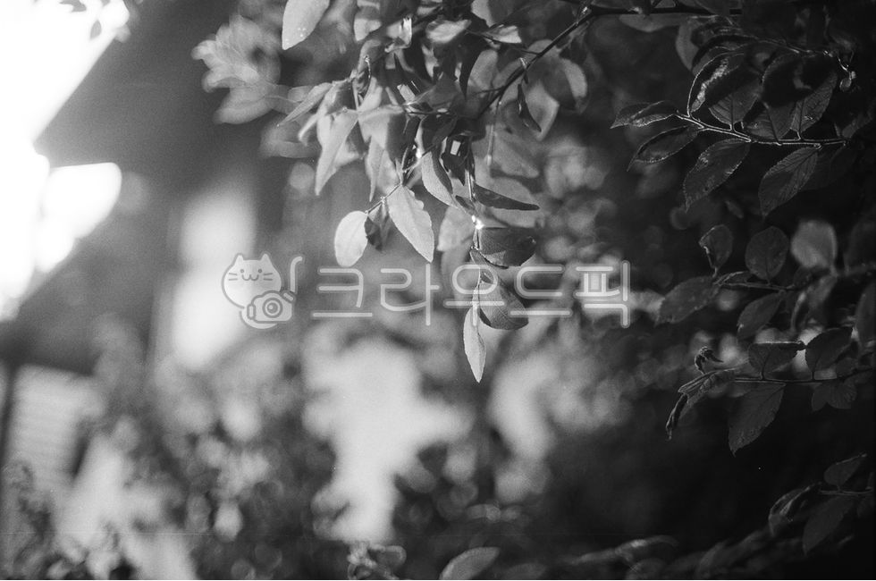 film photography,filmphoto,black and white photography,plant