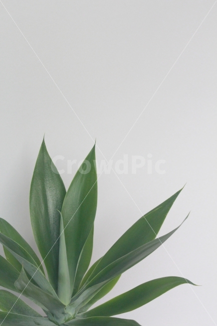 그린인테리어,플랜테리어,그린,식물,잎,leaf,green,planterior,식물,자연,plants,nature,실내용화초,화분,화초,house plant,인테리어,실내디자인,interior design,누끼,remove background
