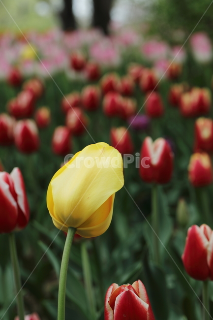 꽃,튤립,봄,공원,자연,계절,색깔,꽃밭,flowers,tulips,spring,park,field,season,colors,colorful,nature