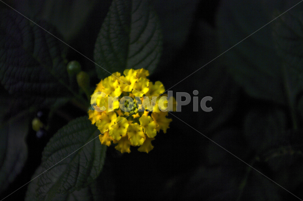 꽃,식물,flower,plant,란타나,식물,자연,plants,nature,꽃,flower