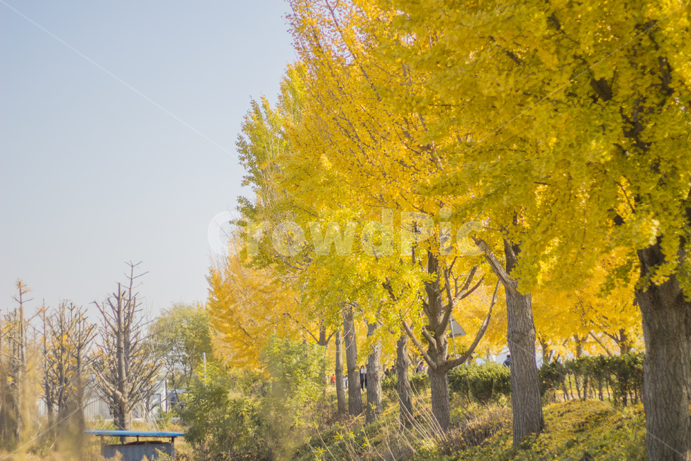은행나무,은행잎,가을,자연,autumn,fall,ginkgo,yellow,은행,가을,계절,fall,autumn,season,자연,풍경,nature,landscape,tree,나무,plant,식물
