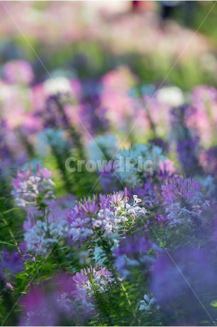 풍접초,꽃,사진,감성,배경,감성사진,photo,flower,꽃사진,식물,자연,plants,nature,꽃,flower,휴식,힐링,rest,relaxation,healing