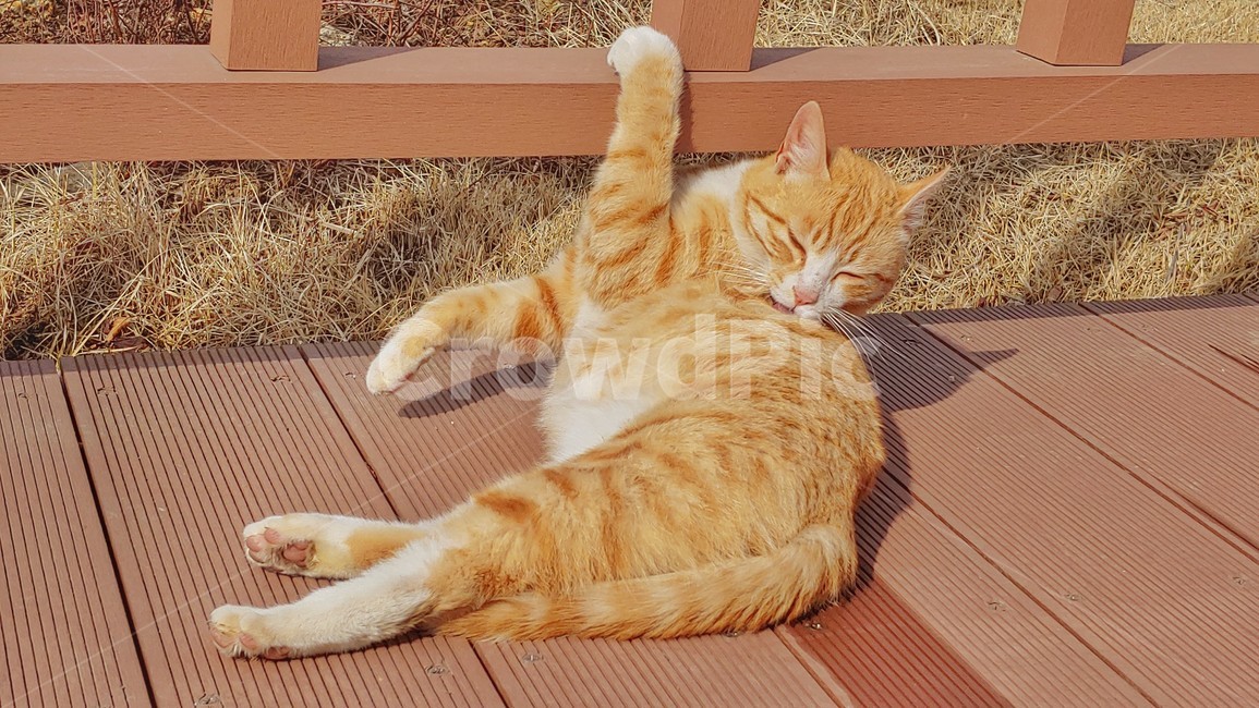 고양이,길고양이,동물,길냥이,그루밍,cat,animal,grooming,pet,mammal,동물,animal,포유류,mammal,고양이,cat,kitten,kitty
