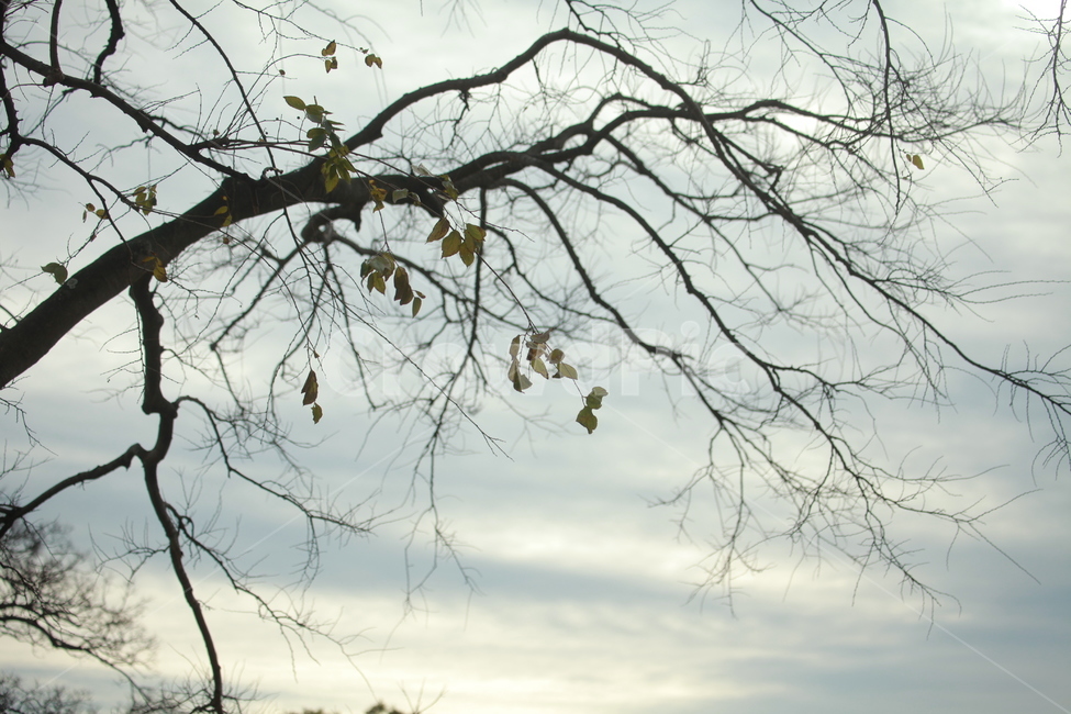 겨울,나뭇가지,tree,나무,나무줄기,낙엽,겨울감성,오후,해질녁,앙상한가지,winter,atmosphere,branchs,식물,자연,plants,nature,나무,trees,wood