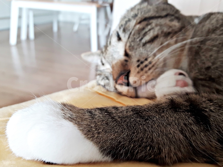 코숏,코리안숏헤어,낮잠,휴식,귀여운,길냥이,집냥이,평화,졸음,애완동물,반려동물,반려묘,앞발,털양말,부드러움,편안함,잠,포유류,shorthair,korean,cat,sleep,cute,portrait,animal,young,pretty,pet,nap,bed,domestic,adorable,rest,fur,comfortable,lying,furry,beautiful,dream,tomcat,sleepy,relax,natural,face,sweet,peaceful,lovely,room,peace,fine,fluffy,deep,feline,kitten,hair,home,soft,small,kitty,mammal,동물,animal,포유류,mammal,고양이,cat,kitten,kitty