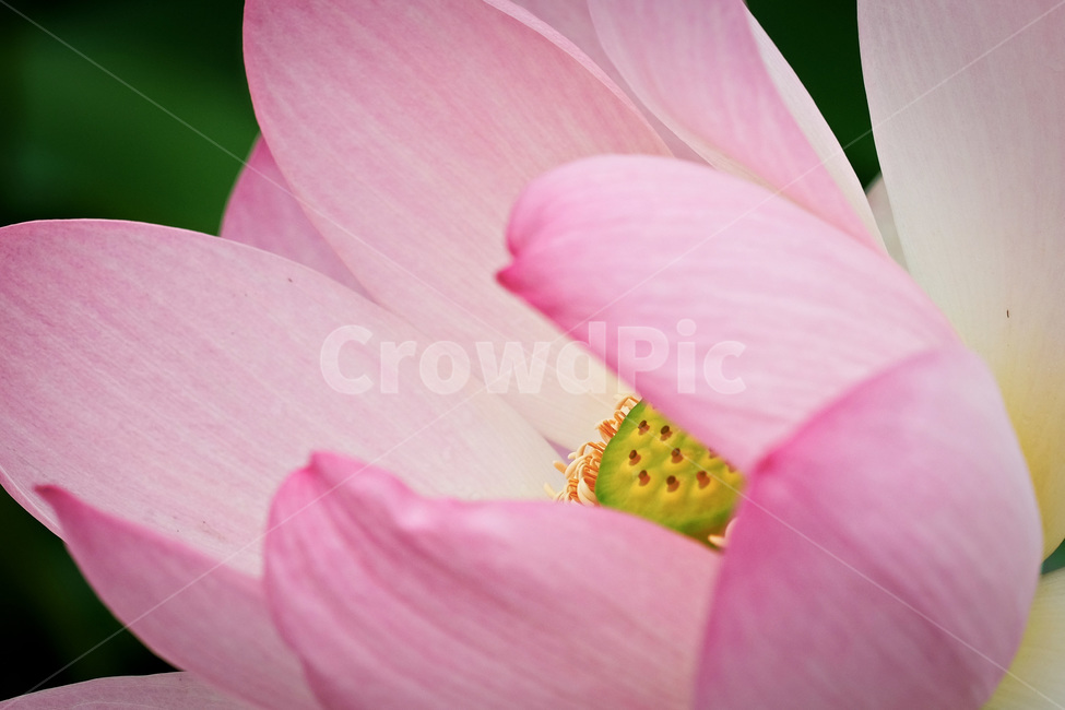 연꽃,여름,청정,시선,여름꽃,감성,식물,자연,plants,nature,꽃,flower