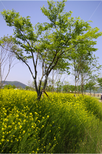 유채꽃,꽃밭,식물,flower,color,하늘,풍경,자연,나무,자연,풍경,nature,landscape,식물,plants,나무,trees,wood,grassland,목초지,outdoors,옥외,field,들,farm,농장,rural,농촌,meadow