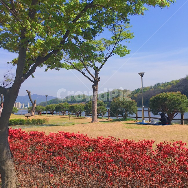 봄,꽃,공원,나무,자연,자연,풍경,nature,landscape,tree,plant,식물,tree trunk,나무 줄기