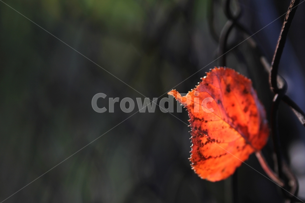 단풍잎,가을풍경,식물,자연,감성사진,단풍,가을,계절,fall,autumn,season,식물,자연,plants,nature,감성,sensible,feeling,leaf,잎,plant,veins,정맥