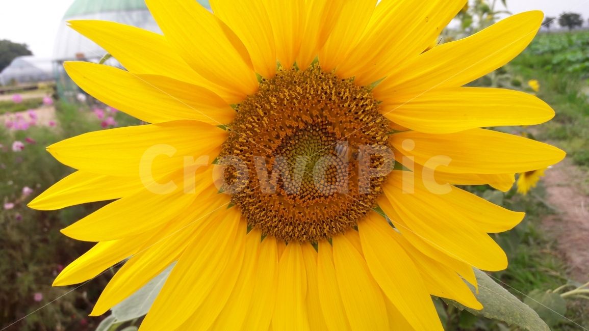 해바라기,꽃,가을,벌,배경,여름,계절,summer,season,식물,자연,plants,nature,꽃,flower,plant,blossom
