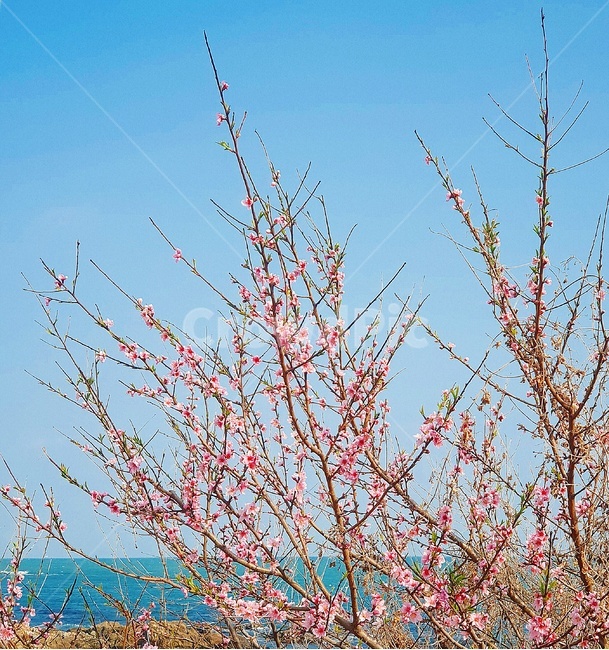 plant,식물,매화,꽃,봄,spring