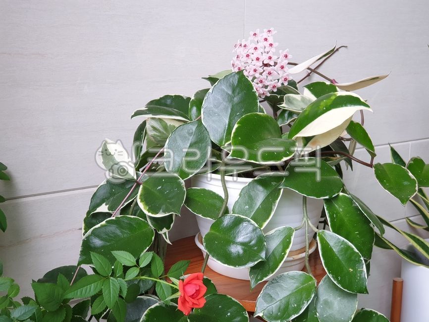 꽃,호야꽃,식물,공기정화,실내,plant,flower,blossom,사랑,inside,airpurification,love,waxplant,hoya,잎,leaf