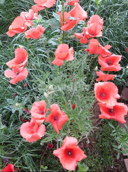 꽃,봄,나무,식물,blossom