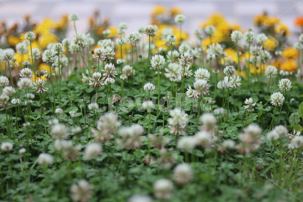 토끼풀,흰색,행운,맑음,봄,식물,자연,plants,nature,꽃,flower
