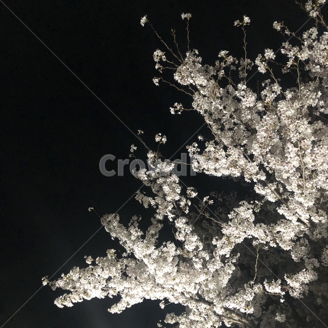 벚꽃,밤풍경,자연,flower,night