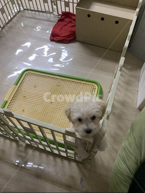 귀여운강아지,개,강아지,푸들,애기