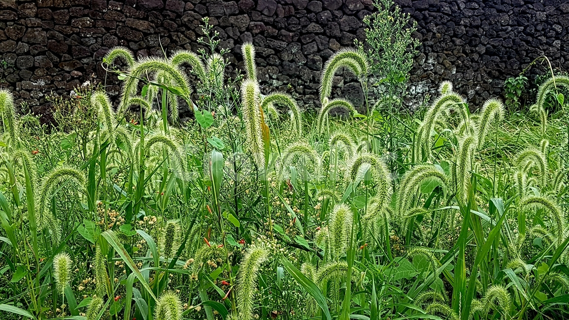 강아지풀,식물,풀,자연,녹색,귀여운,풍경,plant,nature,green,botanical,garden,natural,leaf,cute