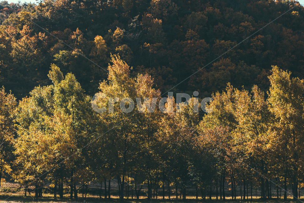 tree,나무,plant,식물,가을,단풍,은행,은행나무,가을,계절,fall,autumn,season,자연,풍경,nature,landscape