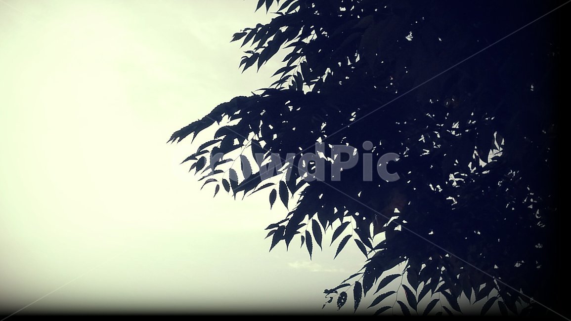 바람,흐린날,나뭇잎,흔들림,하늘,나무,자연,풍경,nature,landscape,silhouette,실루엣