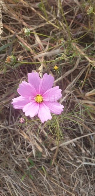 식물,꽃,flower,코스모스,자연,식물,자연,plants,nature,꽃,flower