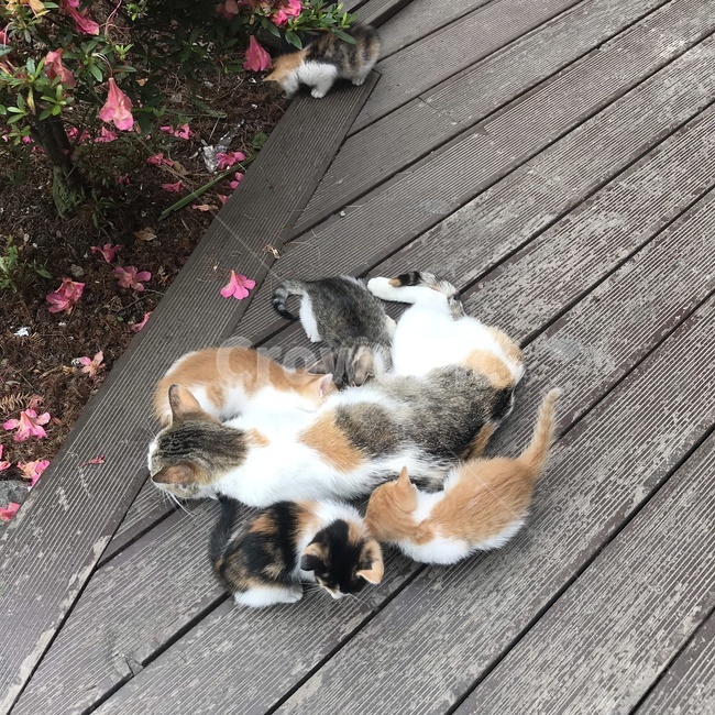 고양이,고양이가족,아기고양이,엄마고양이,길고양이,야생고양이