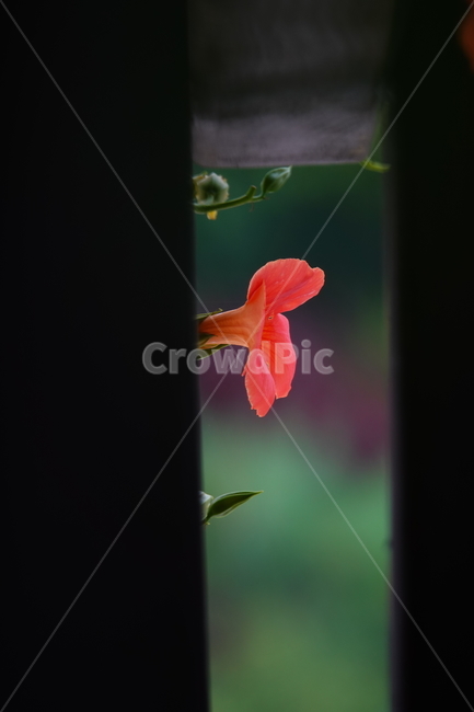 능소화,여름,꽃,공원,식물,flower