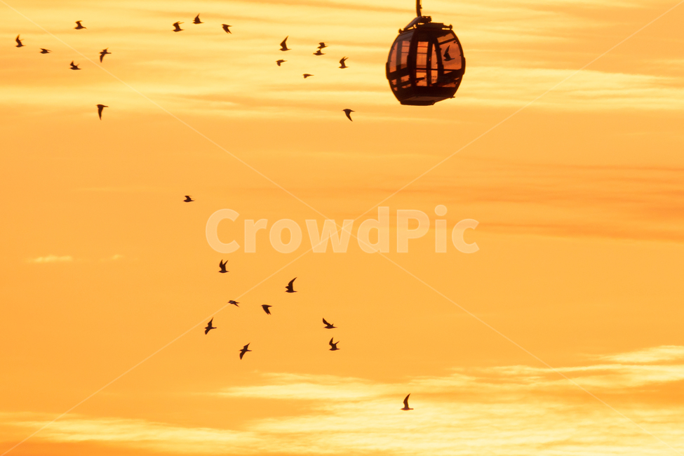 새,군무,조류,탐조,새집,자연,동물,animal,조류,새,birds