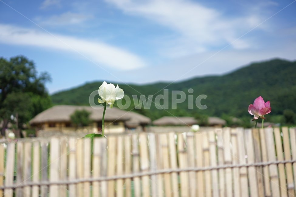 연꽃,담장,민속마을,외암리,키큰연꽃,식물,자연,plants,nature,꽃,flower