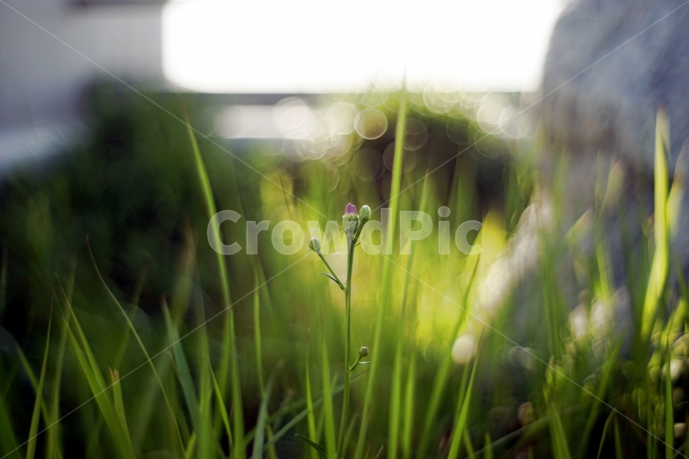 꽃,flower,식물,plant,풍경,landscape,봄,spring,계절,season,자연,생동감,fresh,nature,햇살,sunshine,노을,sunset,숲,forest,감성,식물,자연,plants,nature,꽃,flower