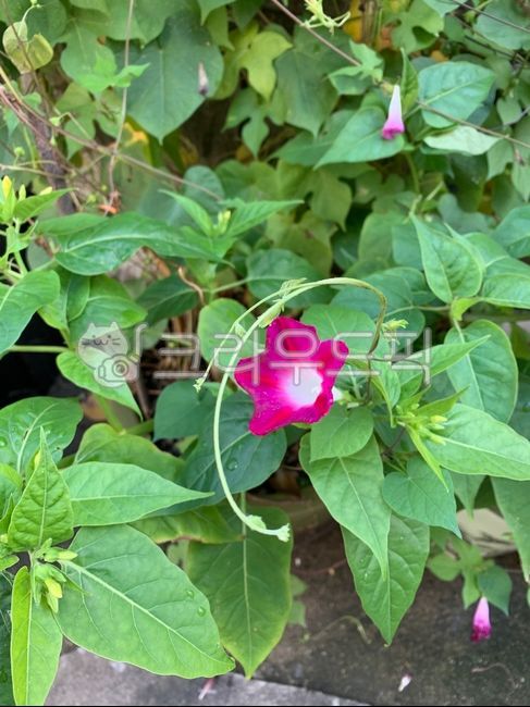 morning glory,blossom,plant,acanthaceae,flower